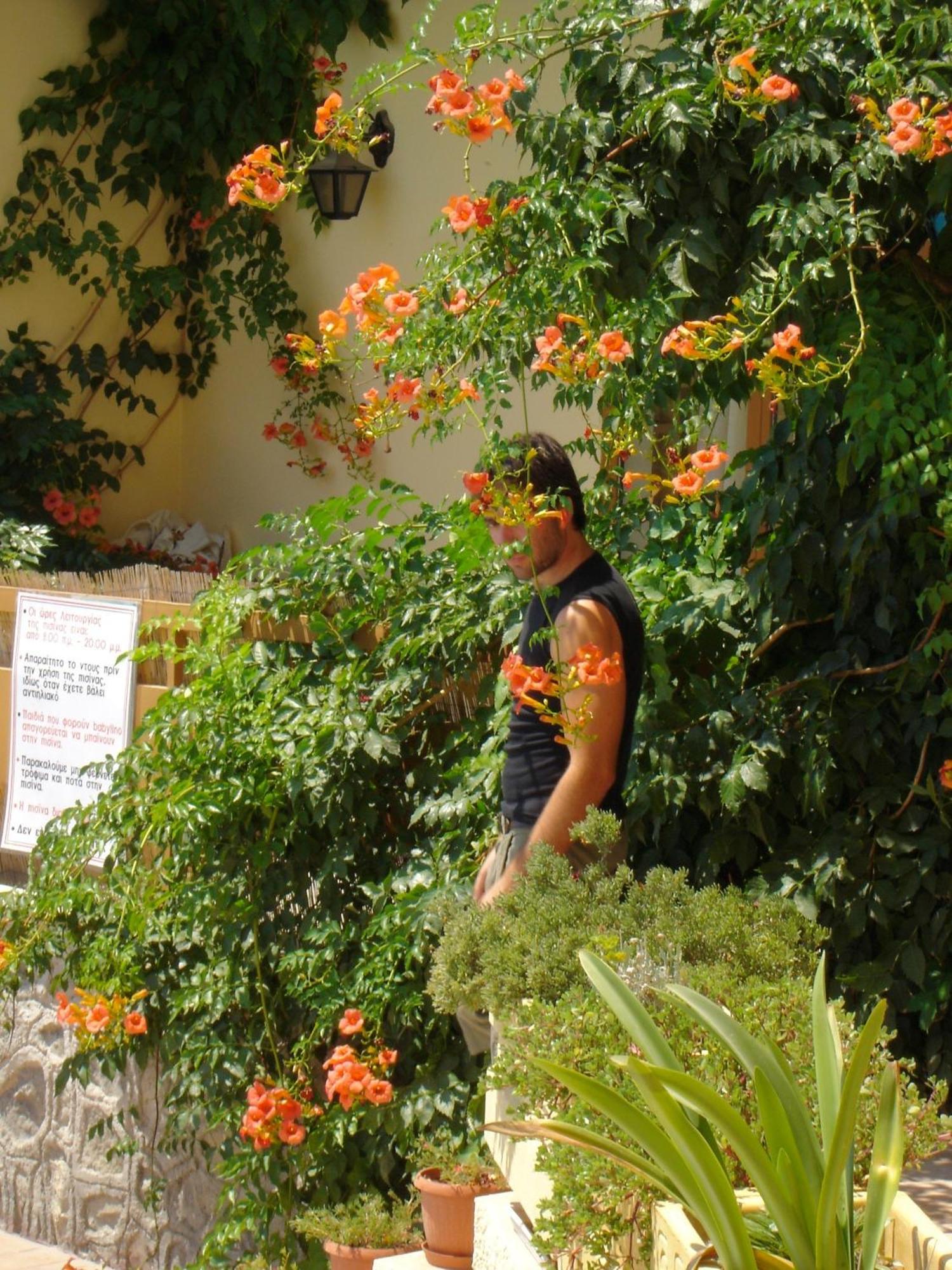 Hotel Afea Agia Marina  Exterior foto